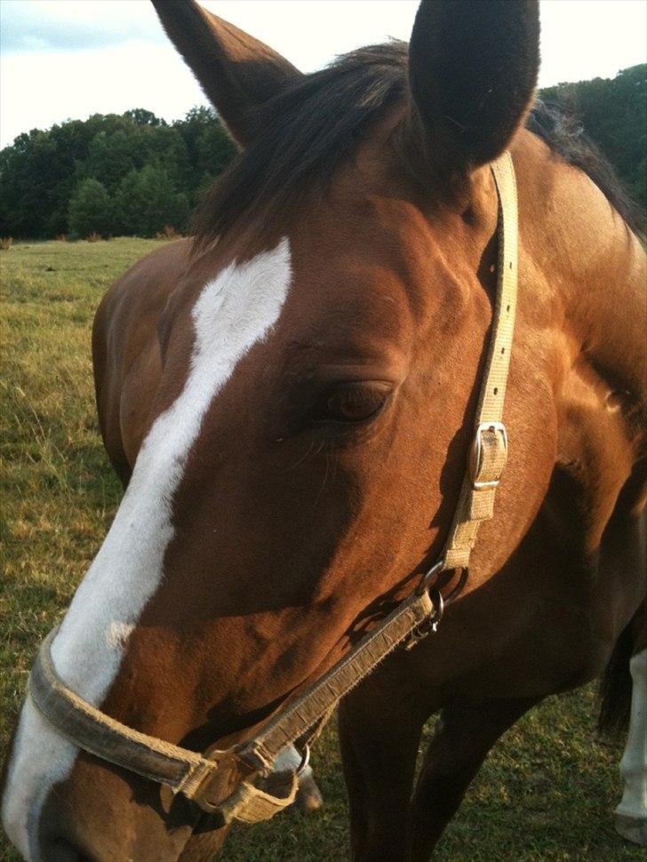 Anden særlig race Chantall [R.I.P] - 9) Nyt  billede 8