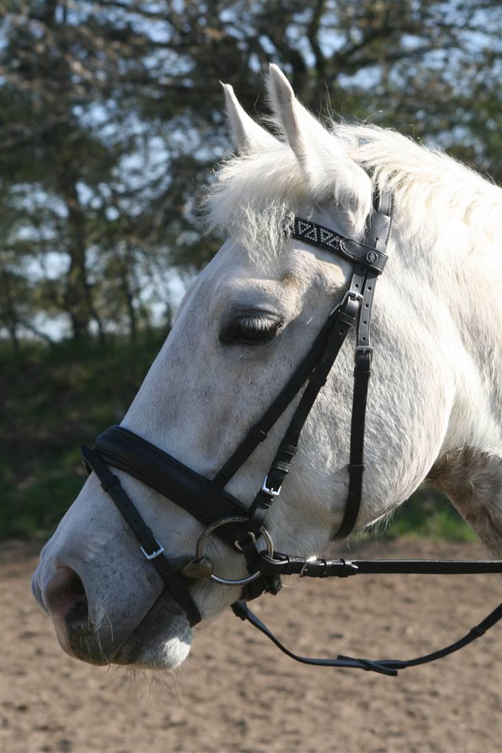 Anden særlig race Miss Furio - Furio´s med hendes nye trense billede 15