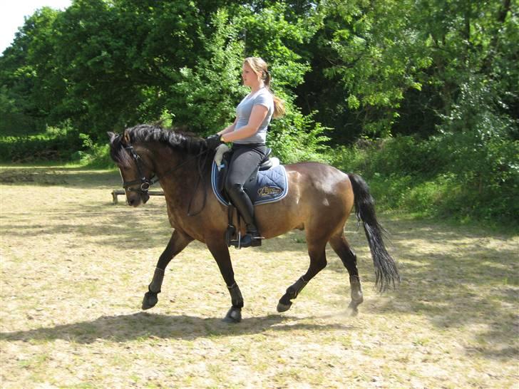 New Forest Stegstedgårds Pikant - Min højt elskede Pikant og jeg, hjemme på udendørsbanen, en lækker solskinsdag i juni :-) billede 2