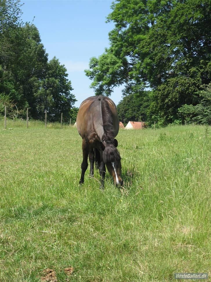 New Forest Stegstedgårds Pikant - Min fantastiske pony.  billede 4