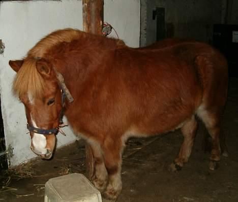 Anden særlig race Hyldtoft´s Pinocchio.  - se mig lige er jeg ikk LÆKKER :D billede 17