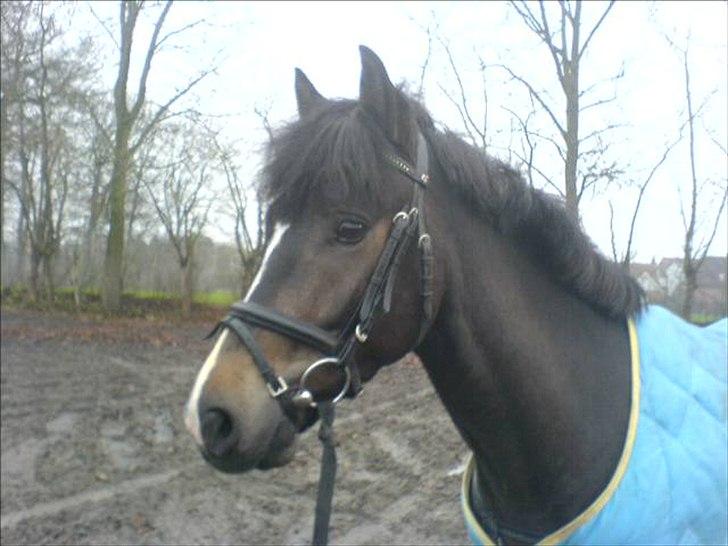 New Forest Stegstedgårds Pikant - Min lille søde skat inde på Fyens billede 13