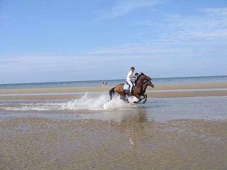 Holstener Calvados - på strandtur med mondy og katrine og anja (Rømø ) billede 7