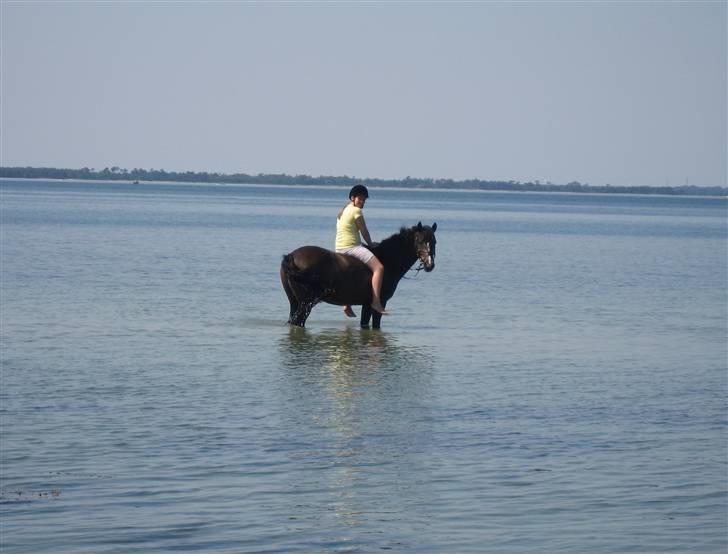 New Forest Stegstedgårds Pikant - Første badetur, sommer 2007.. Han var så tæt på at smide mig af i vandet, fordi han løftede benene for vildt, så jeg ikke kunne sidde på ham (: billede 17