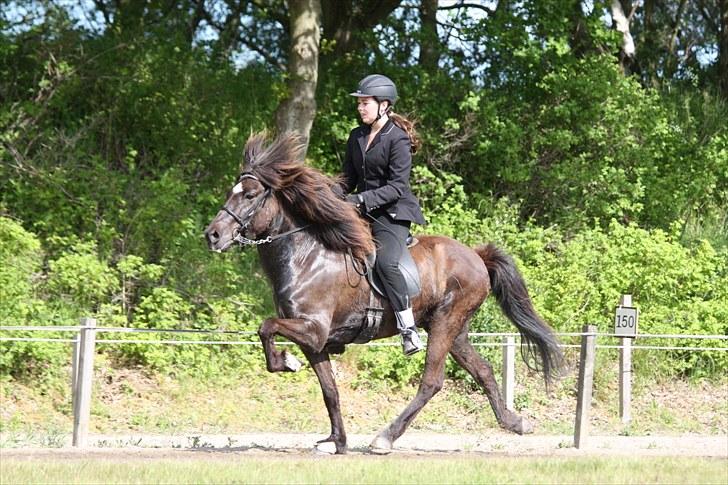 Islænder Háleggur fra S. Sognstrup - Fri tölt i T.1 til fynsmesterskaberne hvor vi opnåede 6,3 i snit :p [taget af Nicole Mai Nielsen] billede 11