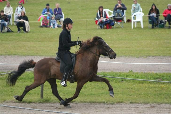 Islænder Háleggur fra S. Sognstrup - Pas til kåring 2009. Lærte at ride pas dagen før, og gik ind og red pas til 7,5 :p <3 [Taget af min mor] billede 12