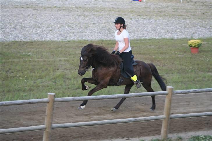 Islænder Háleggur fra S. Sognstrup - Galop til b-finalen i 4.1 DM 2009 [Taget af min far] billede 13