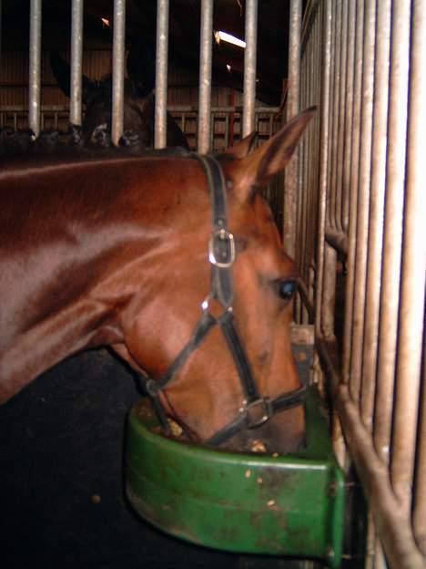 Trakehner Hillary *R.I.P* - I stævne boxen på vilhelmsborg © Loús Foto billede 14