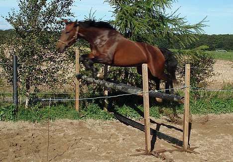 Dansk Varmblod Ørevadbros Chloe - SOLGT - 9/8 træner til kåring. billede 16