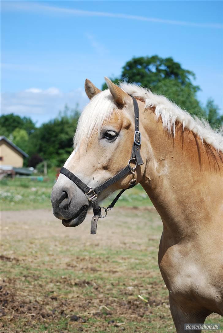 Haflinger Skyttegårdens Agra R.i.P  - Velkommen til Agra´s profil . håber i smider en kommentar på vejen Foto: Line Wiegaard billede 1