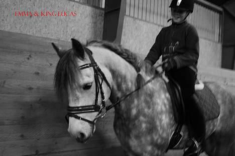 Connemara Teglstrups King Lucas - Emma & King lucas Jan 2007 billede 8