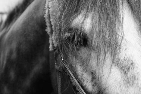 Connemara Teglstrups King Lucas - King Lucas Close Up billede 9