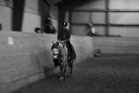 Connemara Teglstrups King Lucas billede 10