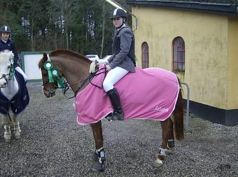 New Forest ATHENA - du har hjulpet mig igennem så meget og det skal du blive ved med - du er den mest livsglade pony der findes! billede 14