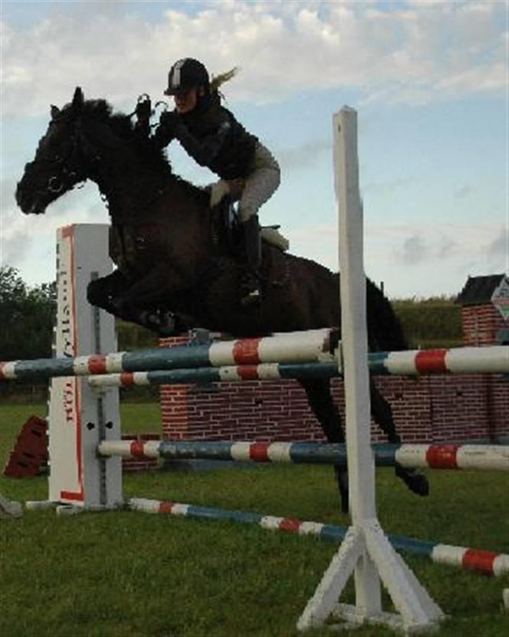 Welsh Cob (sec D) Amira - Spring d. 19/9 2007. begynder at gå rigtig godt fremad med hende. MB. Elsker at springe på hende! billede 1