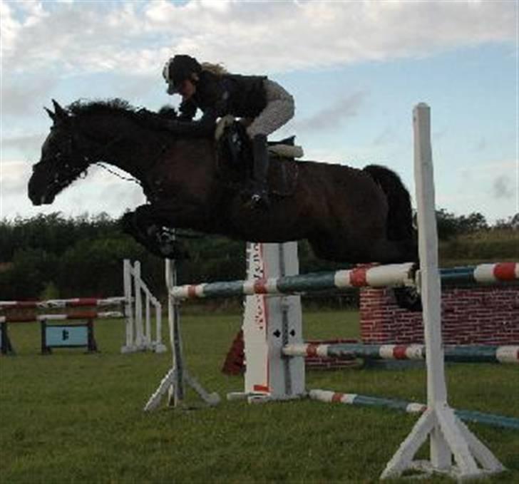 Welsh Cob (sec D) Amira - Spring d. 19/9 2007. begynder at gå rigtig godt fremad med hende. MB. Elsker at spring på hende! billede 2