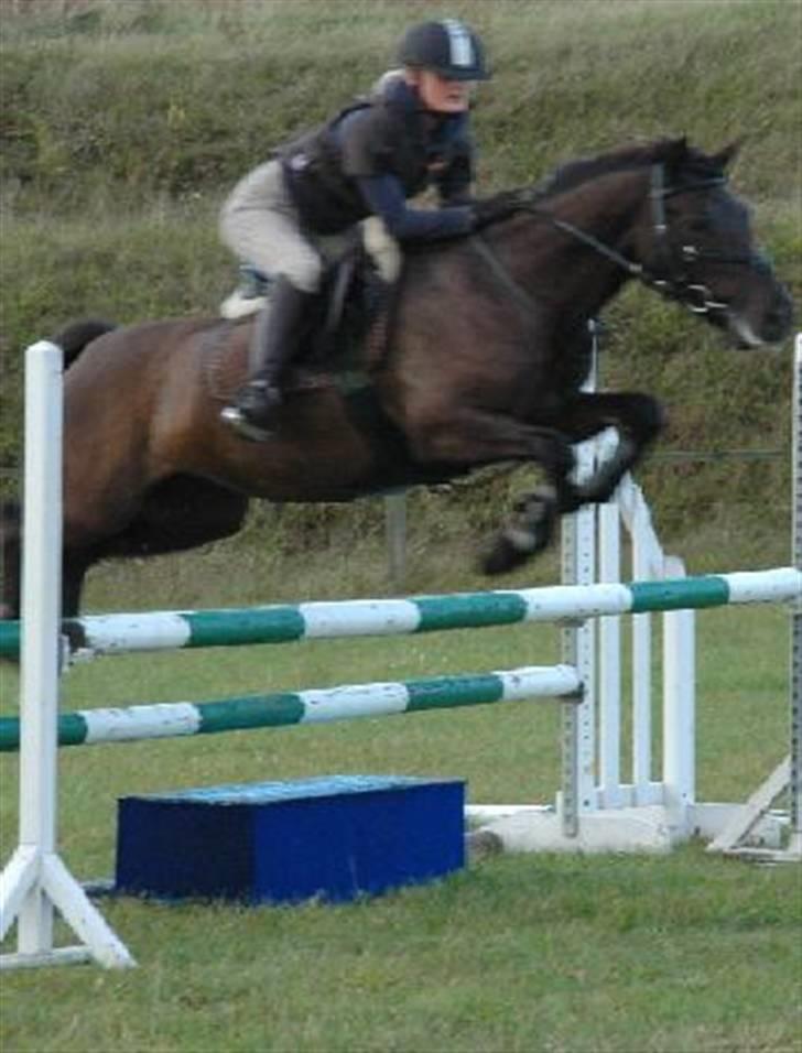 Welsh Cob (sec D) Amira - Spring d. 19/9 2007. begynder at gå rigtig godt fremad med hende. MB. Elsker at spring på hende! billede 4