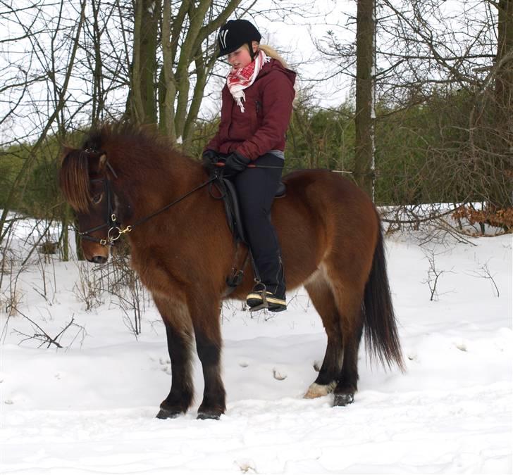 Islænder Leistur fra bakkakoti - D. 21-2-2010 Foto Sofia G billede 7