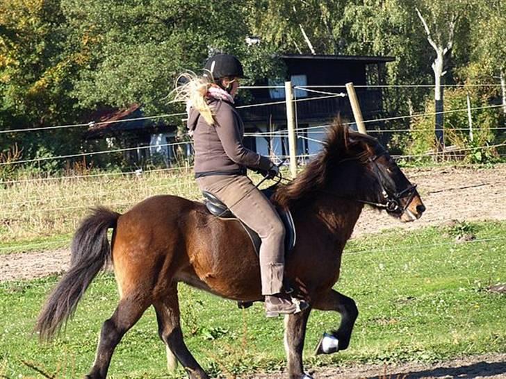 Islænder Leistur fra bakkakoti - D. 14-10-09 Taget af Sofia G billede 8