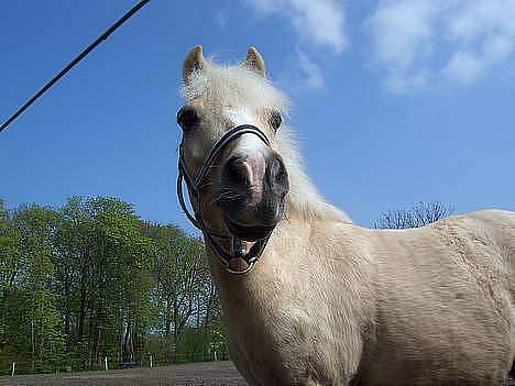 Anden særlig race Flovmand.(solgt) - mono himlen er blåog græsset er grønt :p billede 1
