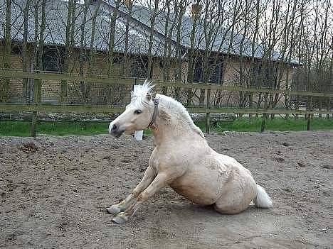 Anden særlig race Flovmand.(solgt) - sit :) billede 2