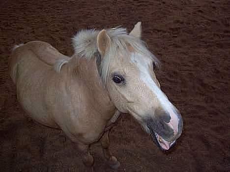 Anden særlig race Flovmand.(solgt) - heej billede 5