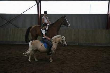 Anden særlig race Flovmand.(solgt) - den storeste og den lilleste heste :) billede 6