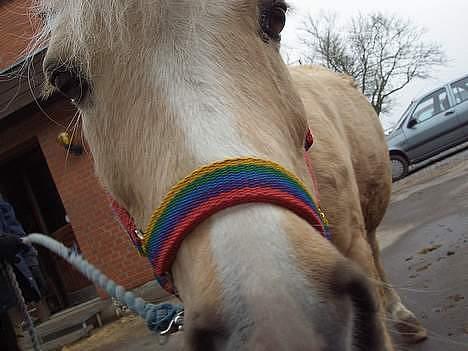 Anden særlig race Flovmand.(solgt) - heej. billede 7