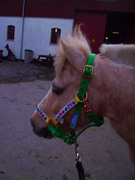 Anden særlig race Flovmand.(solgt) billede 9