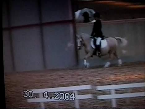 Anden særlig race Flovmand.(solgt) - dressur med rie billede 10