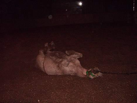 Anden særlig race Flovmand.(solgt) - rullepølse. billede 14