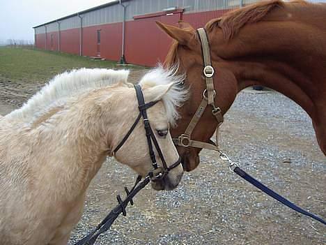 Anden særlig race Flovmand.(solgt) - bernique (lines (wrist)) og flovmand.  billede 16