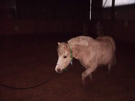 Anden særlig race Flovmand.(solgt) billede 17