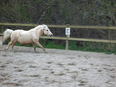 Anden særlig race Flovmand.(solgt) - farveller :)P billede 20