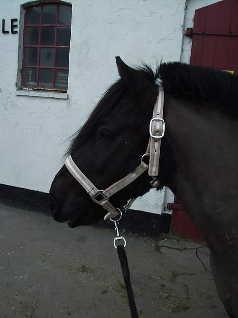 Anden særlig race Lego. - lego billede 6