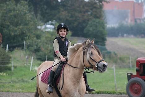 Fjordhest Fritz. - Fritz billede 1