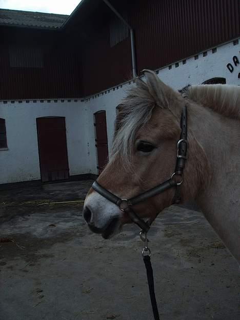 Fjordhest Fritz. - Fritz billede 2