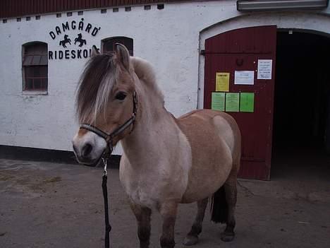 Fjordhest Fritz. - Fritz billede 3