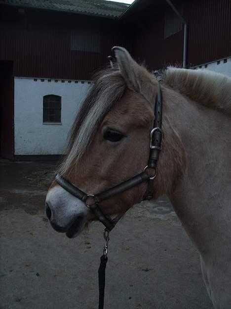 Fjordhest Fritz. - Fritz billede 4