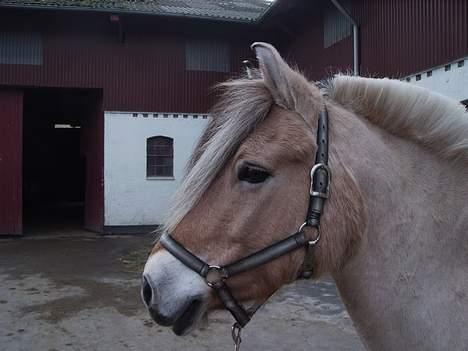 Fjordhest Fritz. - Fritz billede 5