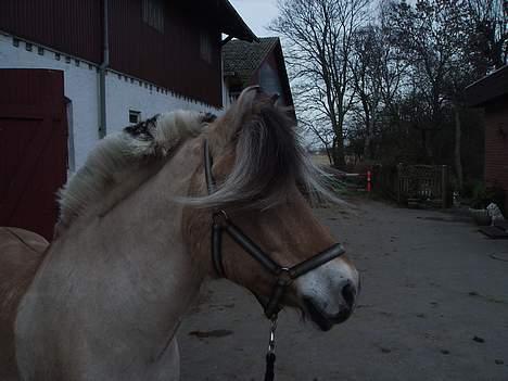 Fjordhest Fritz. - Fritz billede 6