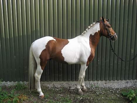 Pinto Little Highness (Solgt) billede 14