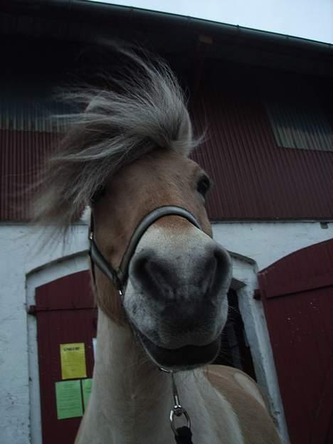 Fjordhest Fritz. - Fritz billede 7