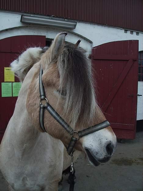 Fjordhest Fritz. - Fritz billede 8