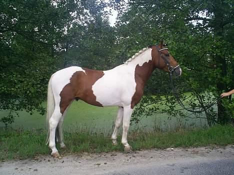 Pinto Little Highness (Solgt) billede 16