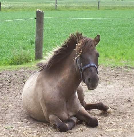 Anden særlig race Apollon - Solgt - Morgenhår.. Dejlige pony! :-) billede 13