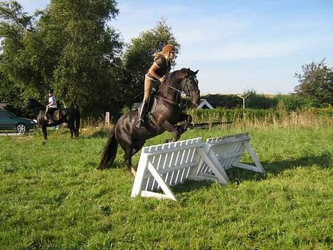 Welsh Partbred (Sec F) Sara (SOLGT) - Vi øver lige lidt:) billede 1