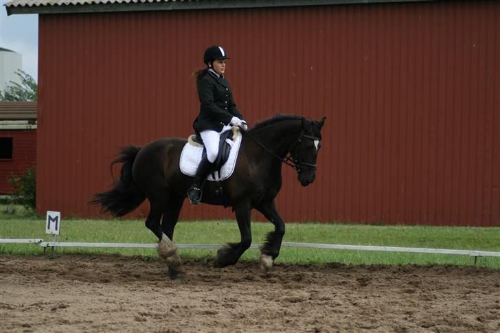 Welsh Partbred (Sec F) Sara (SOLGT) - Dressur.. billede 3