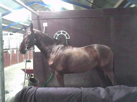 Dansk Varmblod Don Lunes billede 1