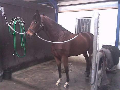 Dansk Varmblod Don Lunes billede 2